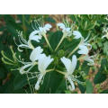 Factory Supply Directly Competitive Prices 100% Natural Honeysuchle Flowers Extract